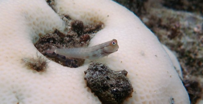 Un pequeño gobio se posa sobre coral blanqueado en Lizard Island, Gran Arrecife de Coral (Australia) / Greg Torda/ Andreas Dietzel