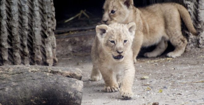 Dos cachorros de león en el zoo de Copenhague el pasado julio.- EFE