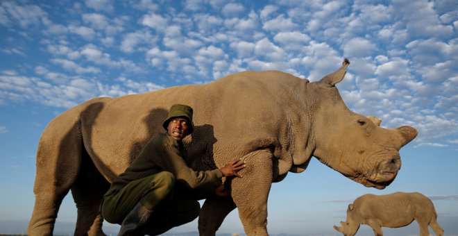 Sudán, el último rinoceronte macho del mundo, en una imagen de archivo. EFE