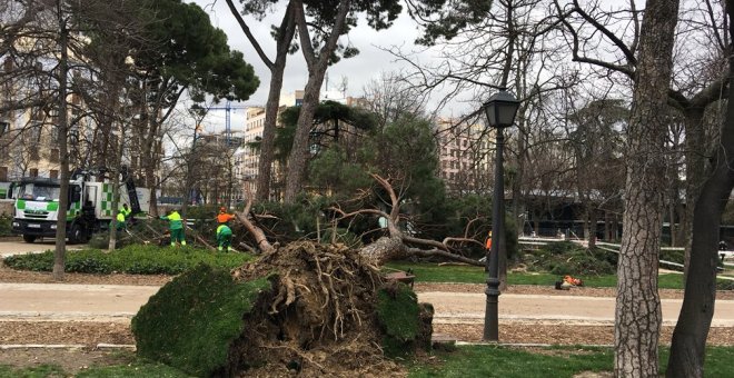 Uno de los árboles caídos en las últimas horas en el parque de El Retiro (Madrid). /@_ELRETIRO