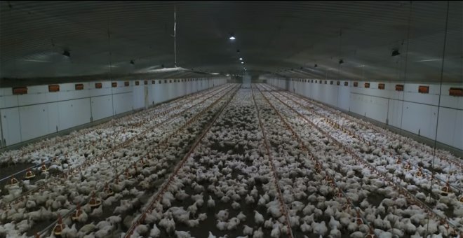 Gallinas, en una imagen del documental Dominion