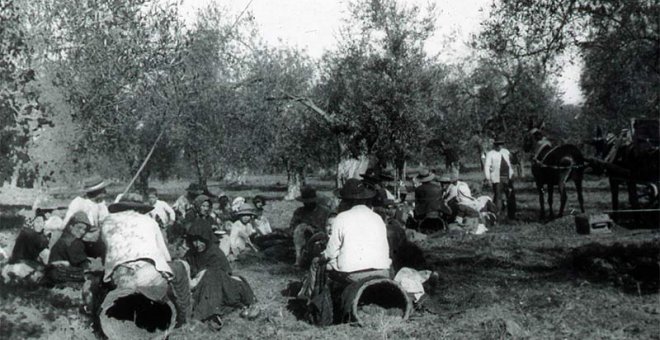 Gitanos trabajando en la recogida de la aceituna. | Asociación de Mujeres Gitanas ROMI de Granada.