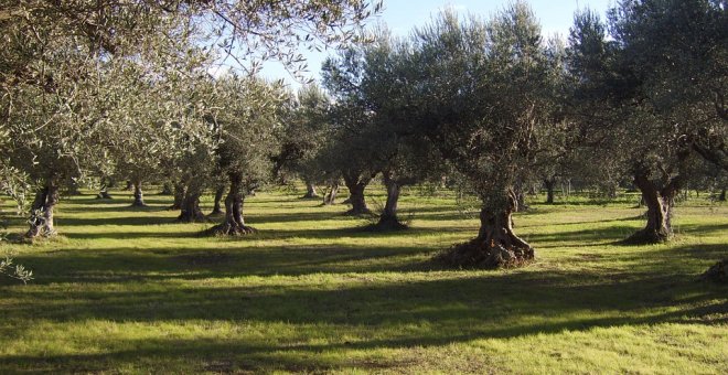 Un campo de olivos.