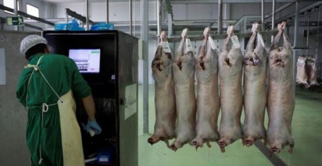 El matadero de Olivenza, en Badajoz, sacrificó casi 30.000 cabezas de ovino y caprino por el rito halal el año pasado para su exportación a Emiratos Árabes. EFE