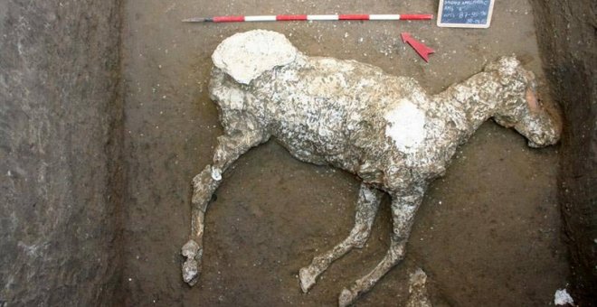 Fotografía facilitada por el Parco Archeologico di Pompei de un caballo sepultado en unas cuadras desde la erupción que acabó con la urbe y que era "de las razas más nobles" a juzgar por los adornos de bronce de su testuz, que ha sido el último tesoro hal