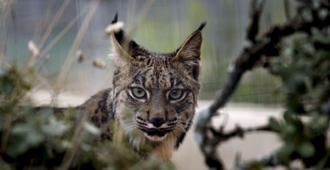 Fotografía de archivo de un lince ibérico. EFE