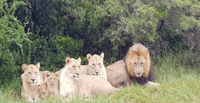 La manada de leones de la reserva de Sibuya, en Sudáfrica.- Sibuya Rhino Foundation