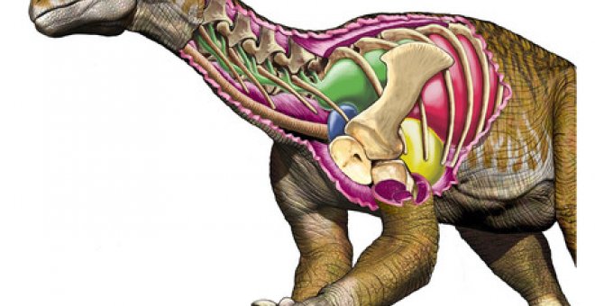 Reconstrucción de Ingentia prima en la que se ve su avanzado sistema respiratorio aviano con desarrollados sacos aéreos cervicales (estructura verde). Pulmones (rojo), sacos aéreos claviculares (azul) y torácicos anteriores (amarillo). / Jorge A. Gonz