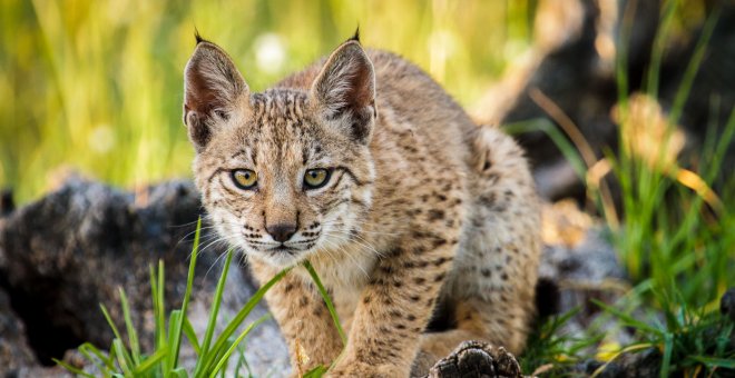 Lince Ibérico./Público