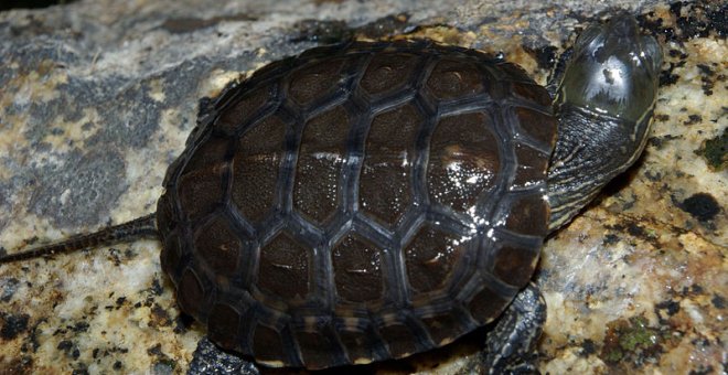 Tortuga 'mauremys leprosa'./WIKIPEDIA