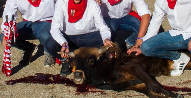 Imagen de la becerrada en San Rafael. PACMA