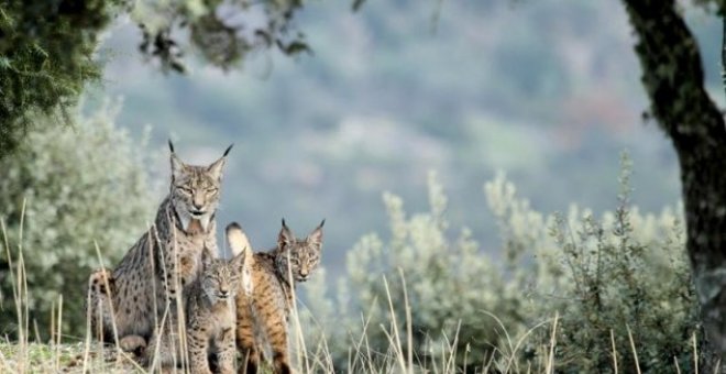 Un ejemplar de lince con dos de sus crías. MANUELA MORAL CASTRO (LIFE+IBERLINCE)