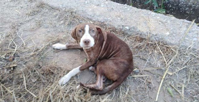 Imagen del perro que permaneció toda la noche junto al anciano. (AYUNTAMIENTO DE BURRIANA)