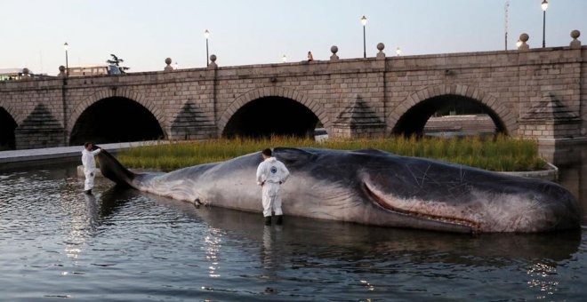 La escultura hiperrealista de un cachalote varado en pleno río Manzanares, en Madrid. AYUNTAMIENTO DE MADRID