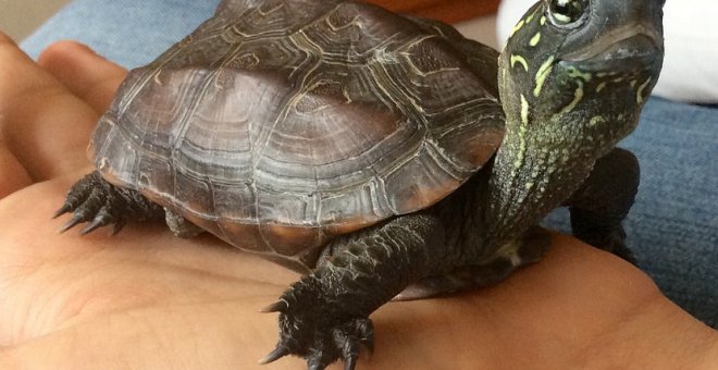 Un ejemplar de tortuga similar al que se encontró en la vagian de la mujer. (BLOG MUNDO TORTUGAS)