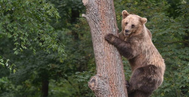 Un ejemplar de oso pardo. EFE (archivo)