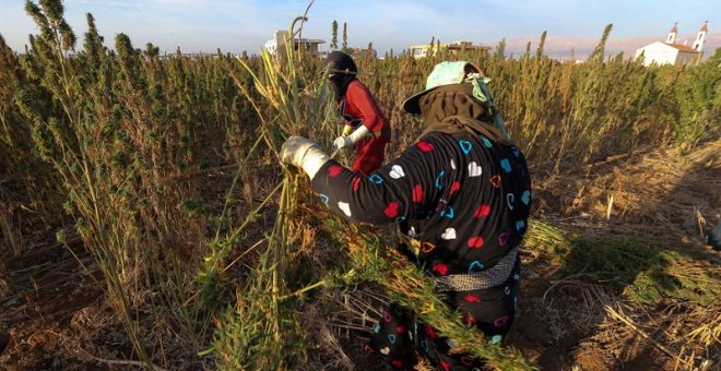 Plantación de marihuana en Líbano. / NABIL MOUNZER (EFE)