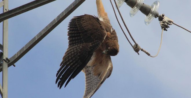 Un ave muerta en un tendido eléctrico. SOS Tendidos Eléctricos