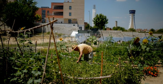 Un hombre trabaja en el huerto comunitario de Santa María de la Paz, en el barrio madrileño de Sanchinarro. DANI POZO (AFP)