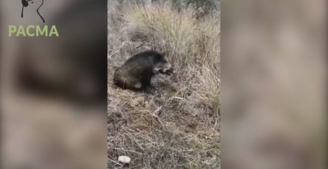 Un cazador apedrea a una jabalí para ahorrarse una bala./Pacma