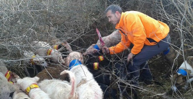 Un cazador ensangrentado sostiene un cuchillo junto a los perros que han descuartizado al venado. PACMA