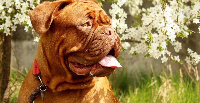 Un perro de la raza dogo de Burdeos.