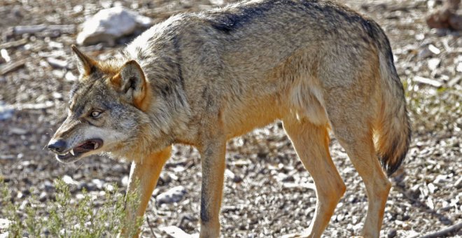 Ejemplar de lobo ibérico en semilibertad en el Centro del Lobo Ibérico, en Robledo, Zamora (J.J. Guillén / EFE)