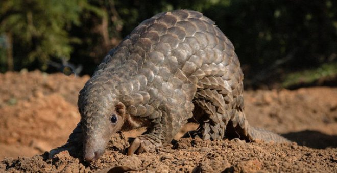 Un ejemplar de pangolín en el noreste de India. / Neil D'Cruze