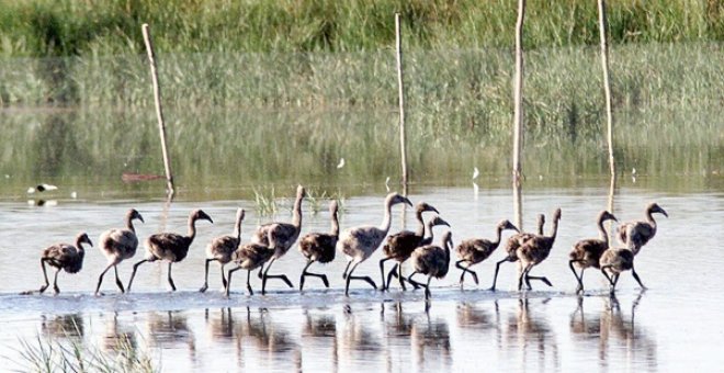 Desde WWF denuncia a la UNESCo que España no está incumpliendo sus compromisos para preservar Doñana | Miguel Vázquez | EFE