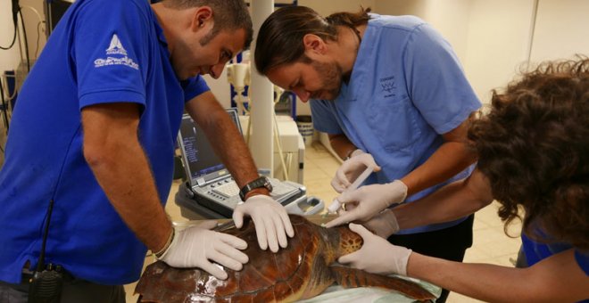 Daniel García Párraga (centro) tratando una tortuga boba con miembros de su equipo. | FUNDACIÓN OCEANOGRÀFIC