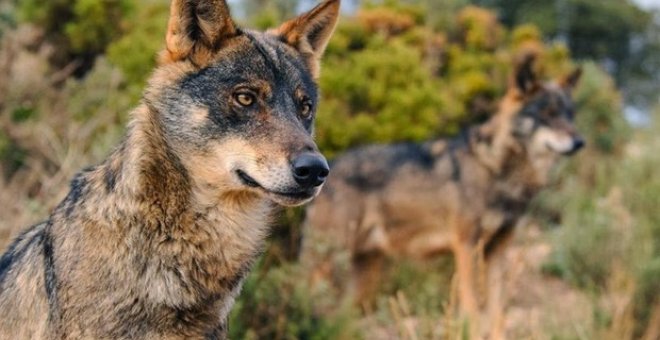 Dos ejemplares de lobo ibérico - EFE