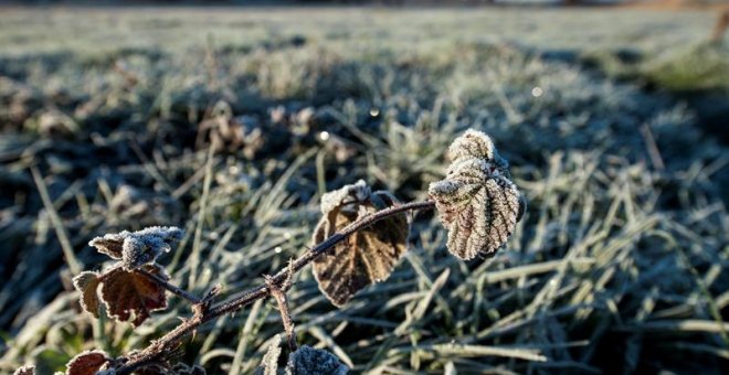 07/01/2019.- La localidad orensana de Xinzo de Limia lleva registrando los pasados días temperaturas de -5 ºC, convirtiéndose en una de las temperaturas más gélidas de Galicia. En la imagen, vista de un campo helado en el municipio de Xinzo de Limia. El