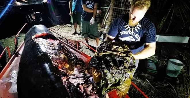 Encuentran 40 kilos de plástico dentro de una ballena. D' BONE COLLECTOR MUSEUM INC