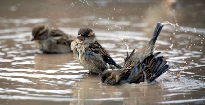 En los últimos 10 años la especie ha sufrido un descenso del 21% en España./EFE