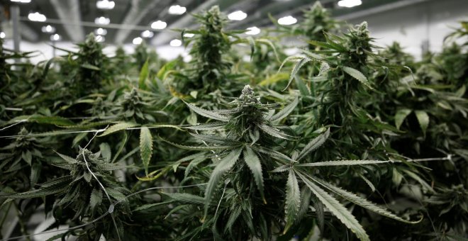 Plantas de marihuana en una plantación de Canopy Growthen  Ontario (Canada). REUTERS