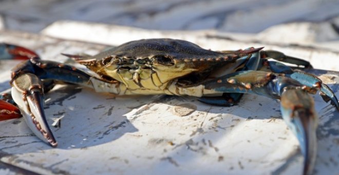 Jaiba o cangrejo azul (Callinectes sapidus). EFE/ J.J. Guillén