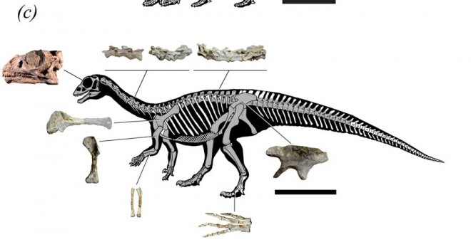 Recreación del dinosaurio. | SCIENTIFIC REPORTS (2019).