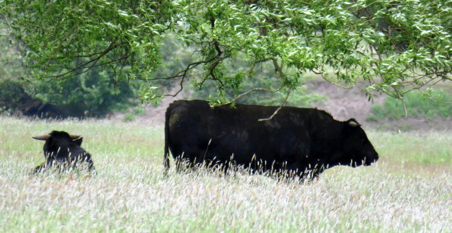 En la reserva natural de Zakole Santockie, cerca de Deszczno, se ve una manada de vacas que vagan libremente. Reuters