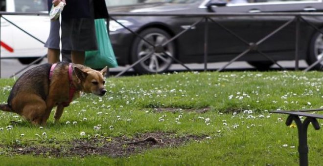 Detectives para vigilar la recogida de excrementos de mascotas. EFE