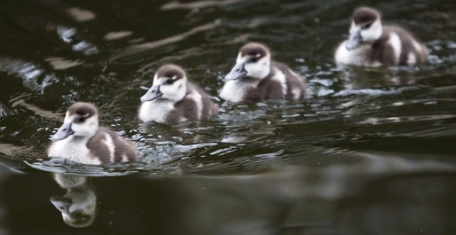 Imagen de archivo de una manada de patos. - EFE