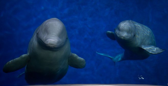 Las belugas Little Grey (Pequeña Gris) y Little White (Pequeña Blanca) antes de emprender su viaje. TWITTER/@BelugaSanctuary