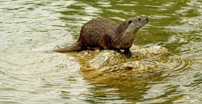 Una nutria, en una imagen de archivo. / PIXABAY