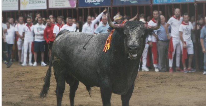 El toro Escribano, ante el hostigamiento de los allí presentes, poco antes de ser abatido de un disparo. PACMA