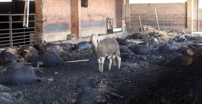 Una oveja que sobrevivió junto a unas abrasadas en una granja afectada por el incendio forestal que quema desde la tarde de ayer en varios términos municipales de la comarca tarraconense de Ribera d'Ebre, y que sigue descontrolado y afecta ya a más de 4.0