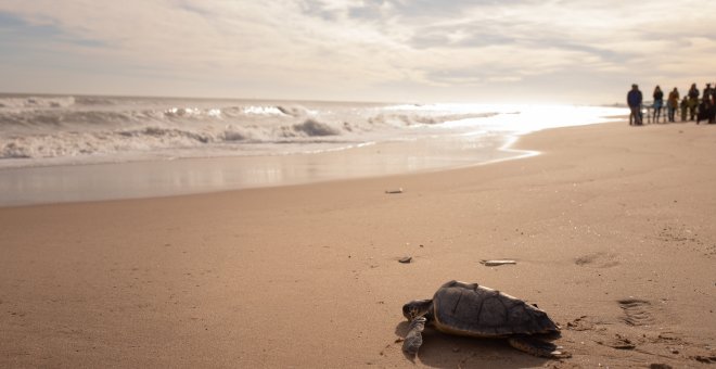 Imagen del Oceanografic de València.