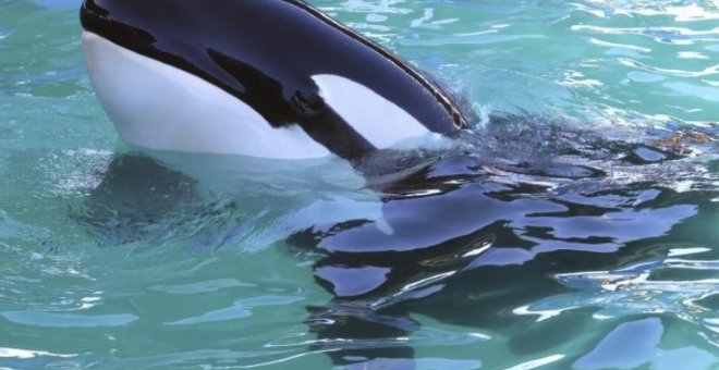 La orca Lolita en el delfinario de Miami./ REUTERS