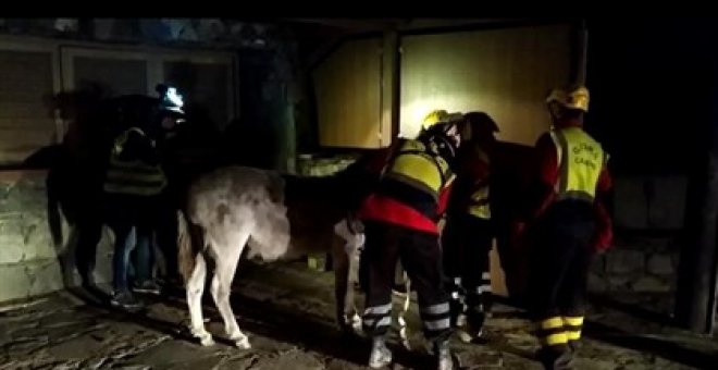 Momento del rescate de la burrita de Cruz de Tejeda | LEALES.ORG