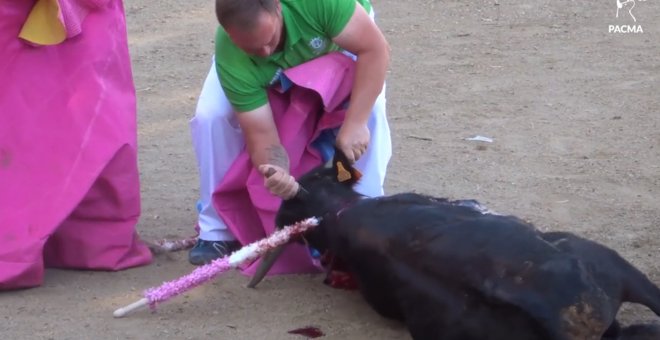 Uno de los participantes en la becerrada mientras acuchilla al animal.- PACMA