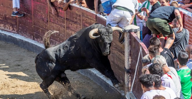 Un toro llega hasta la barrera durante una capea popular./ EFE