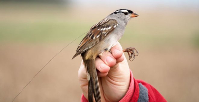 Este pequeño gorrión corona blanca ha participado en el experimento para monitorizar su comportamiento tras el consumo de semillas tratadas con insecticida. El ave lleva un radiotransmisor diminuto para rastrear sus movimientos migratorios. / Margaret Eng